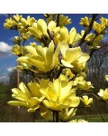 Магнолия гибридная Еллоу Лантерн | Magnolia hybrid Yellow Lantern | Магнолія гібридна Єллоу Лантерн